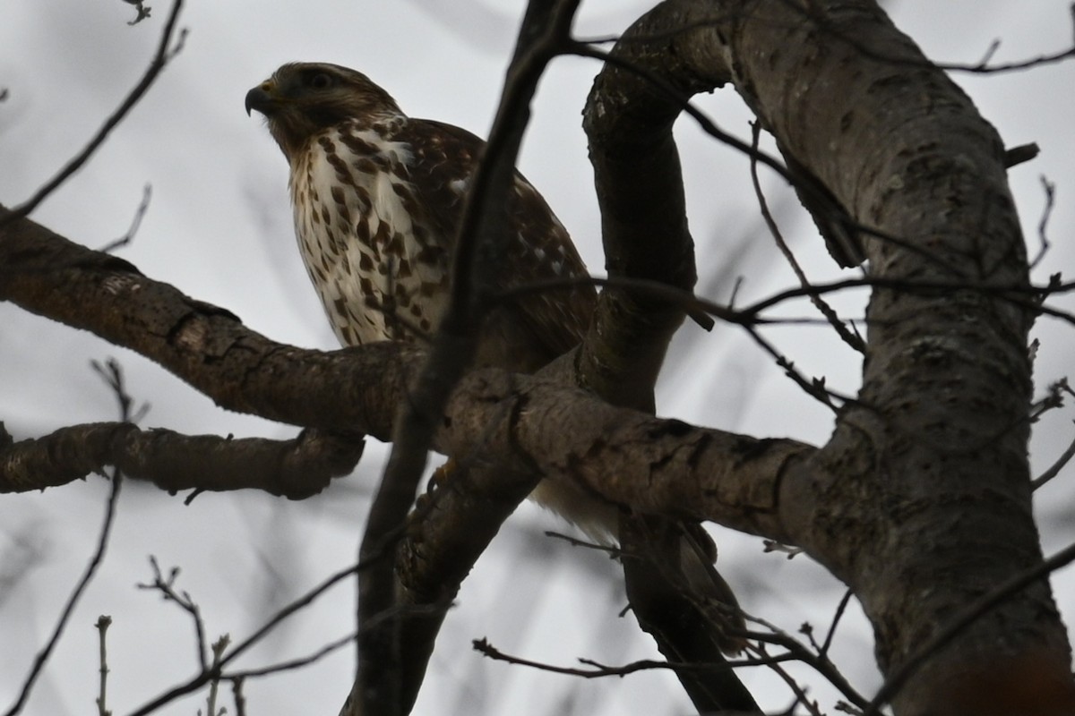 Red-shouldered Hawk - ML523024301