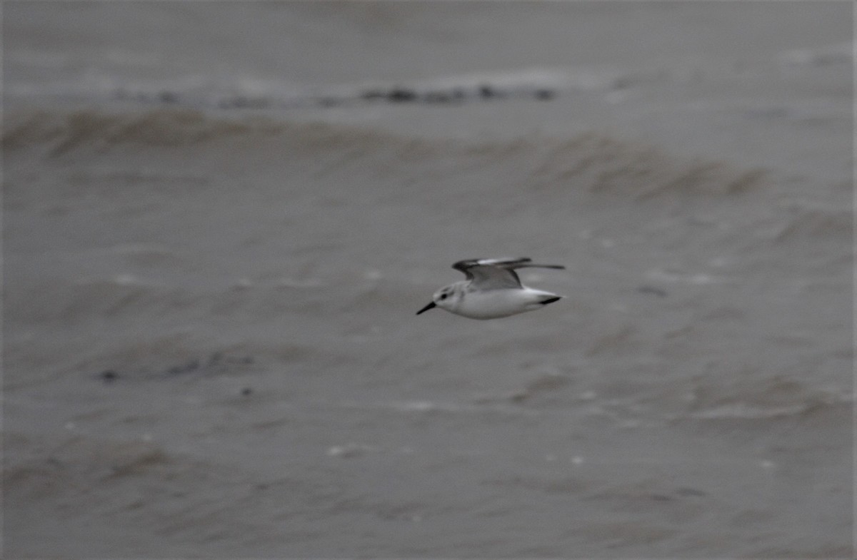 Bécasseau sanderling - ML523025091