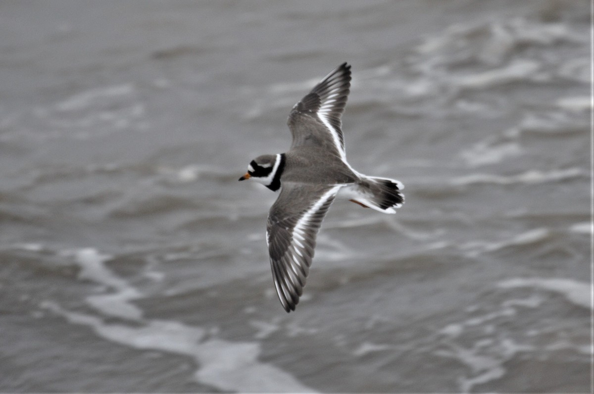 Common Ringed Plover - Rob Martin