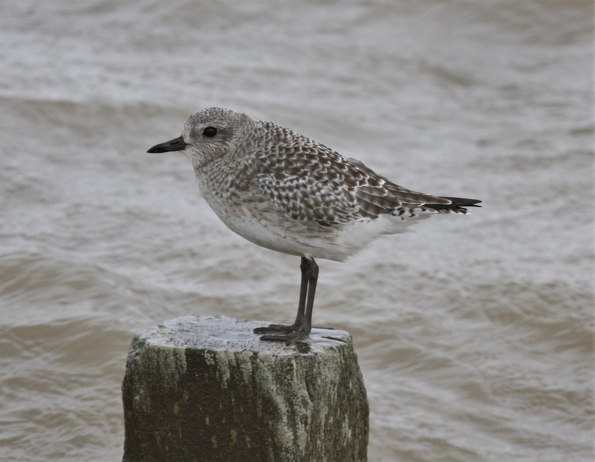 Black-bellied Plover - Rob Martin