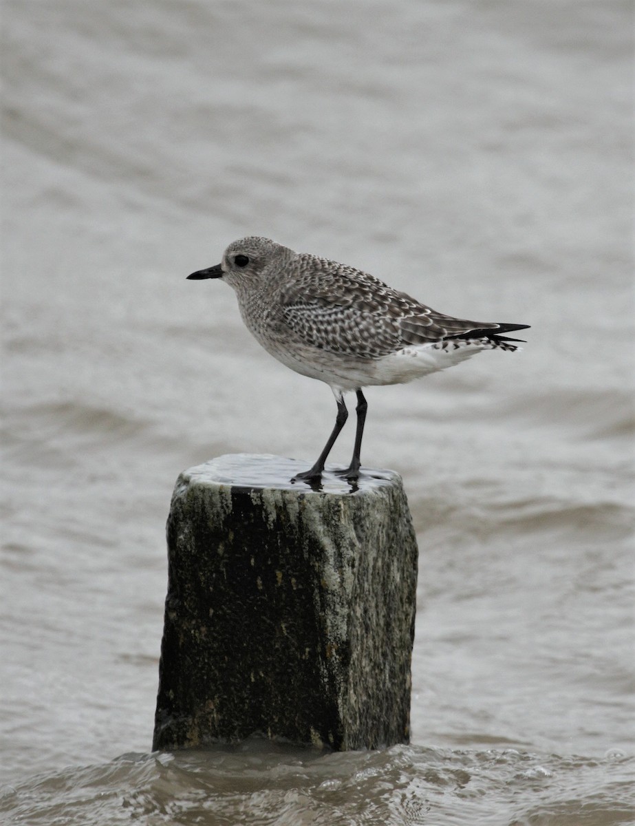 Black-bellied Plover - Rob Martin