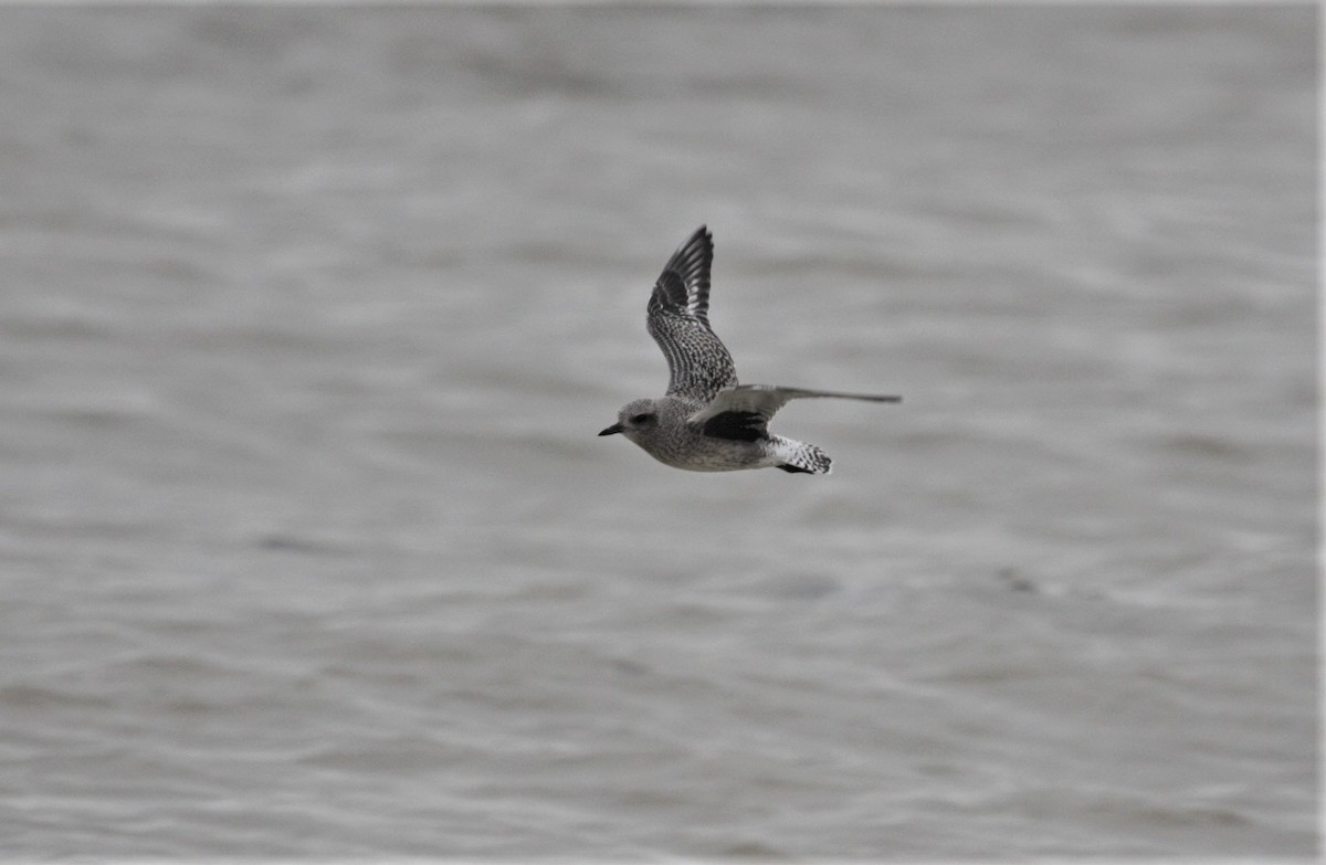 Black-bellied Plover - Rob Martin