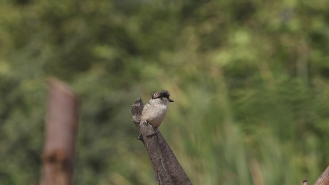 Striped Kingfisher - ML523025731