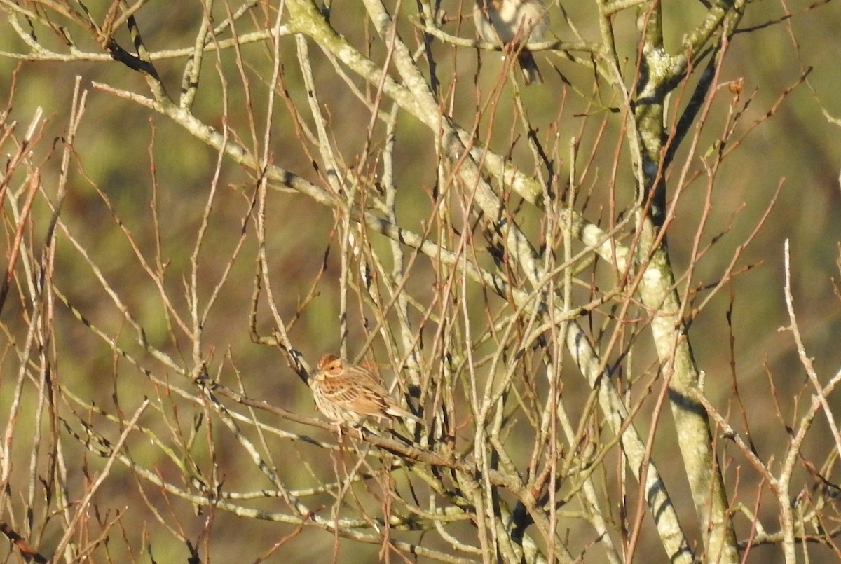 Little Bunting - Cesar Clemente