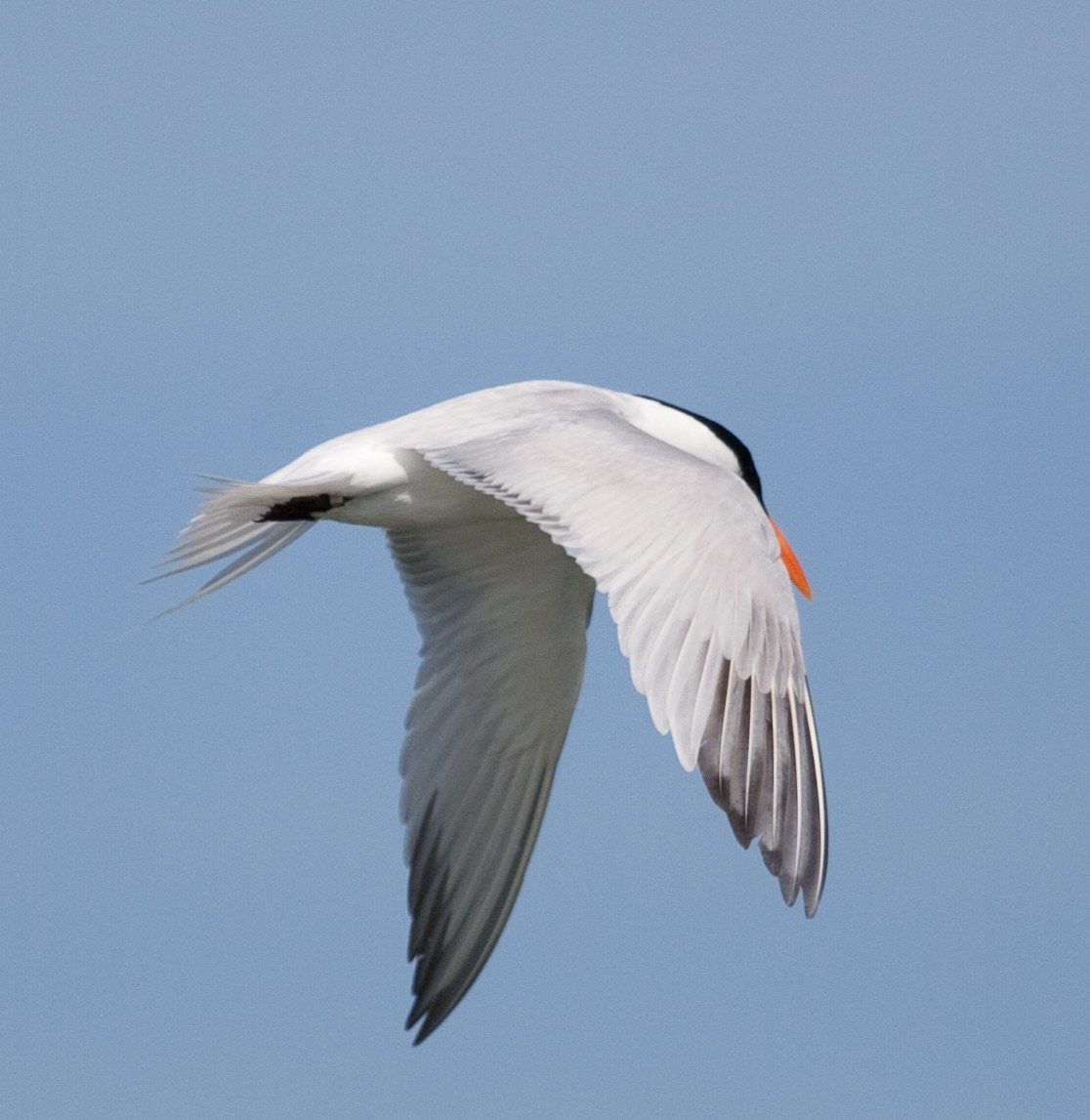 Royal Tern - ML52302711