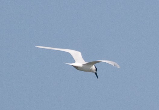 Sandwich Tern (Cabot's) - ML52302741
