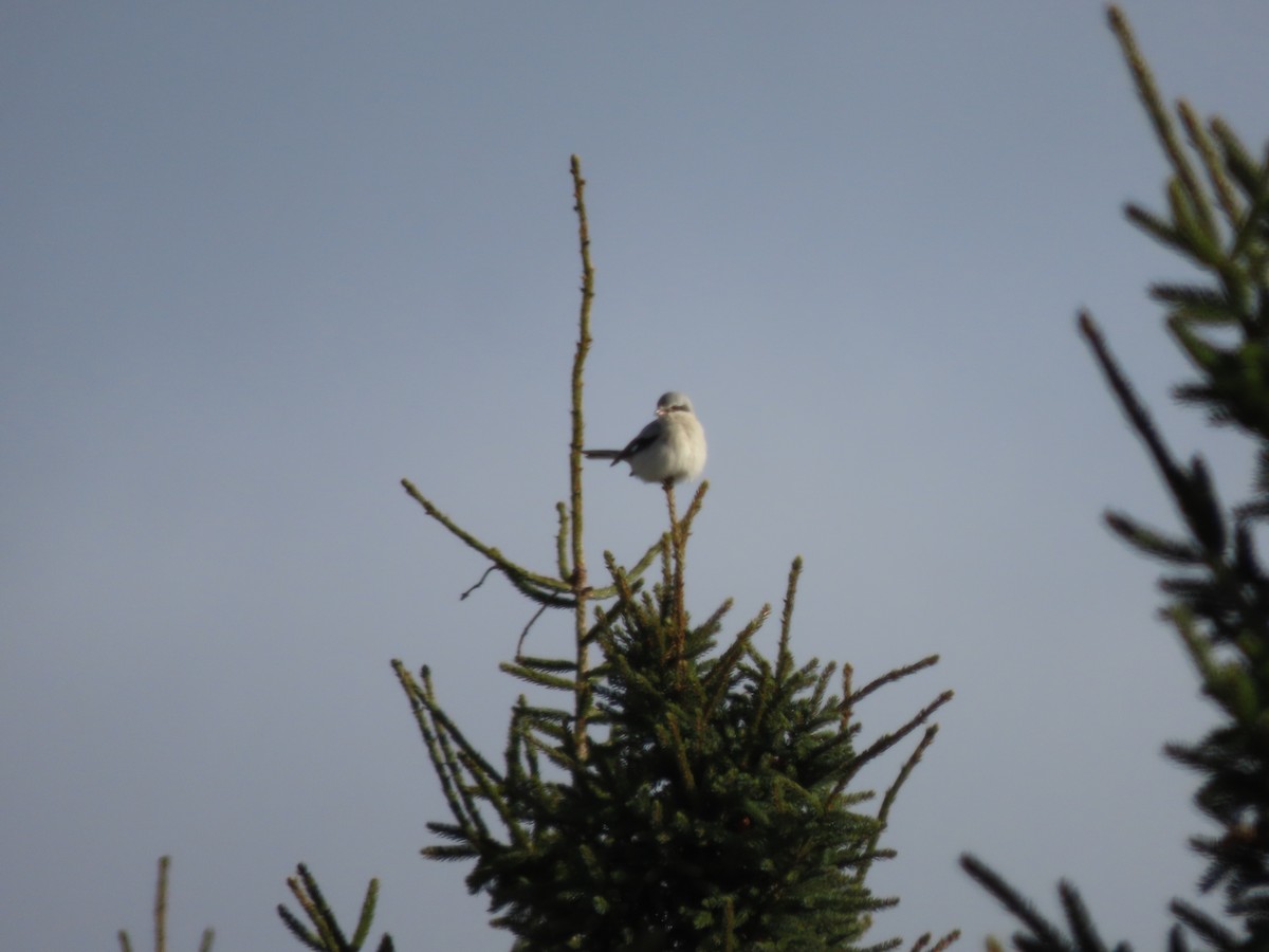 Northern Shrike - ML523028121