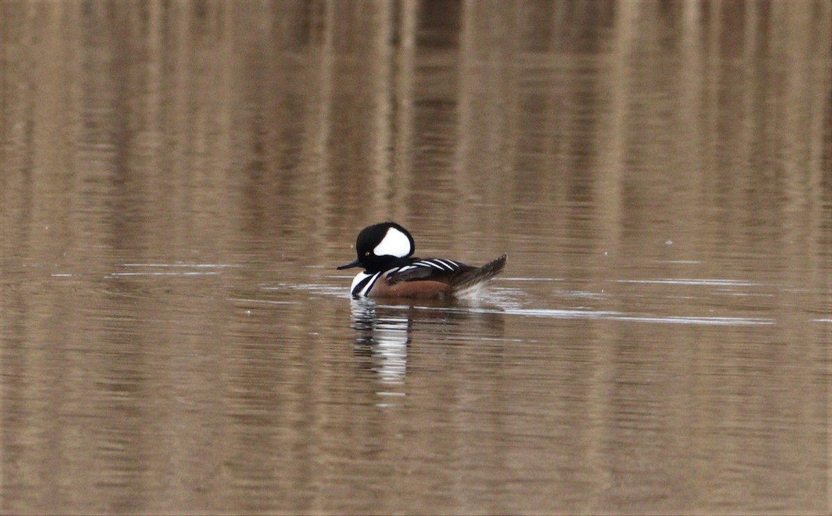 Hooded Merganser - ML523029311