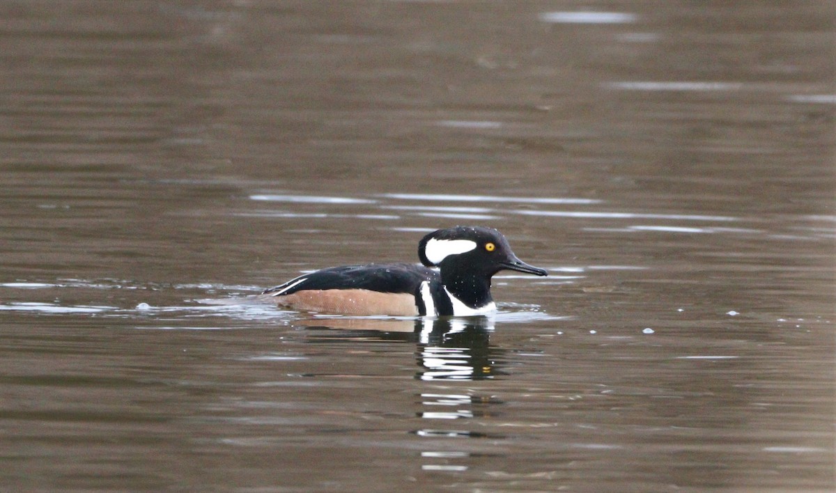 Hooded Merganser - ML523029321