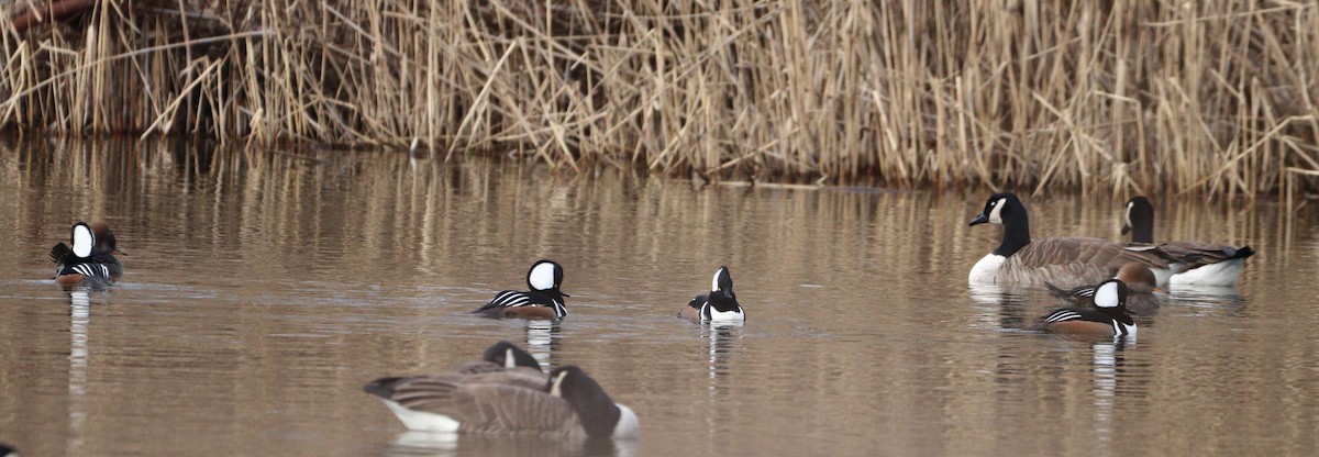 Hooded Merganser - ML523029331