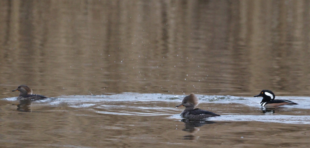 Hooded Merganser - ML523029341