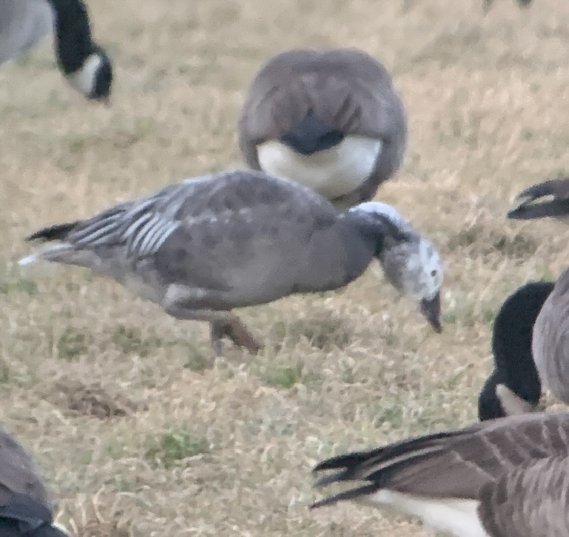 Snow Goose - Greg Ward