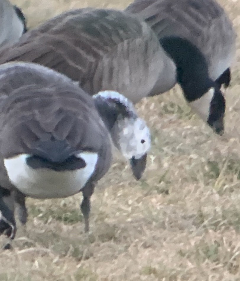 Snow Goose - Greg Ward