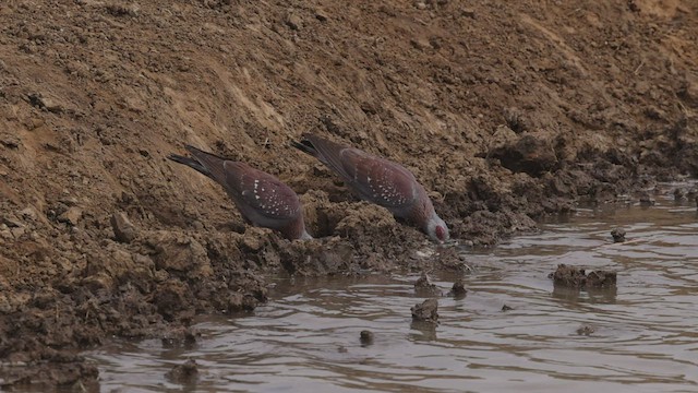 Speckled Pigeon - ML523030861