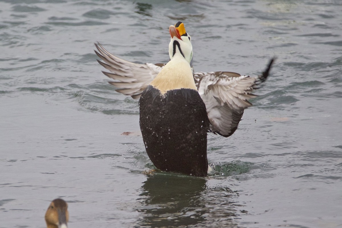 King Eider - ML52303171