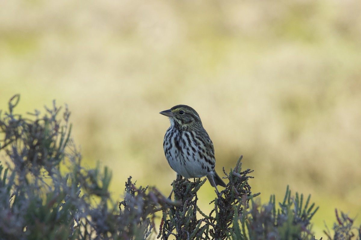 Savannah Sparrow (Belding's) - ML523033521