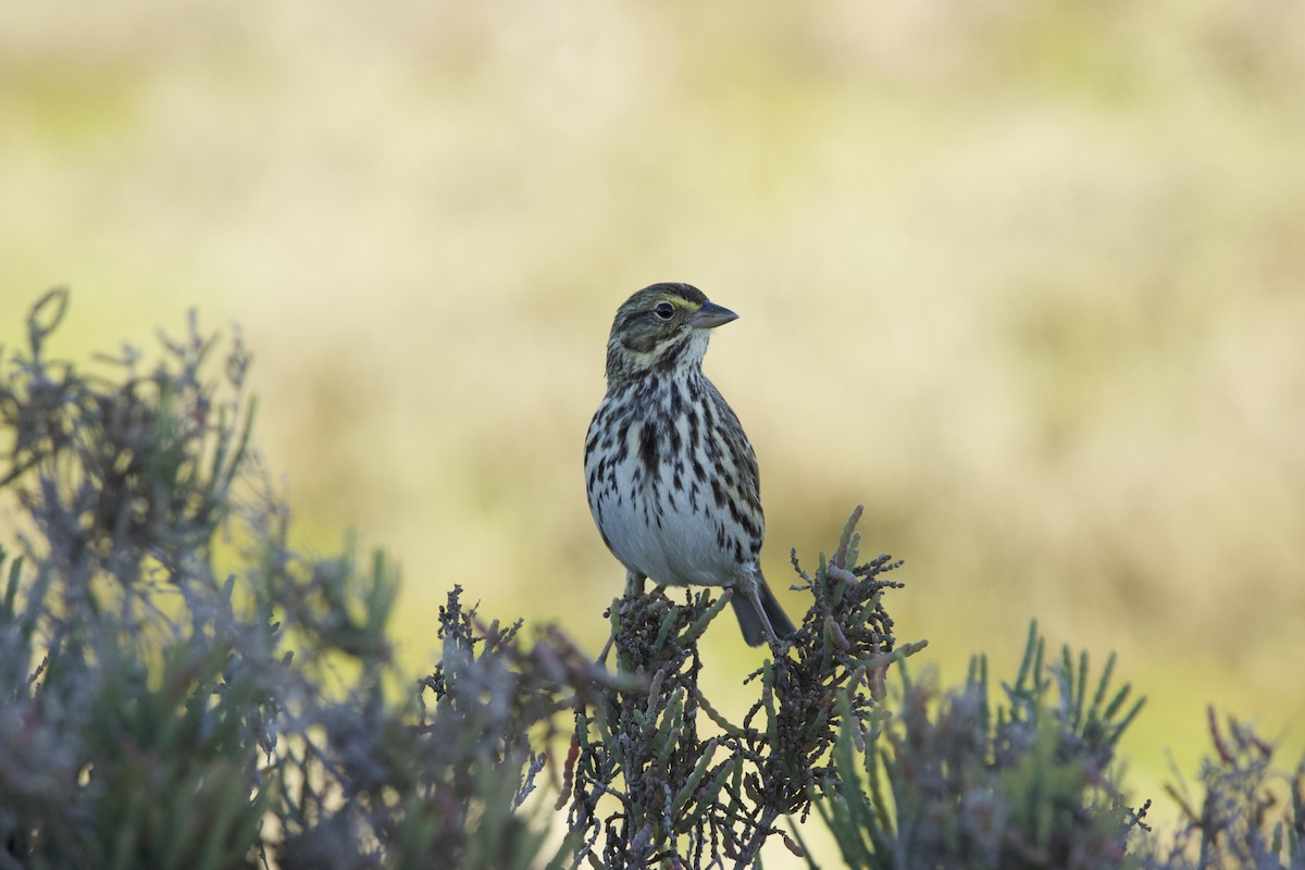 Savannah Sparrow (Belding's) - ML523033531