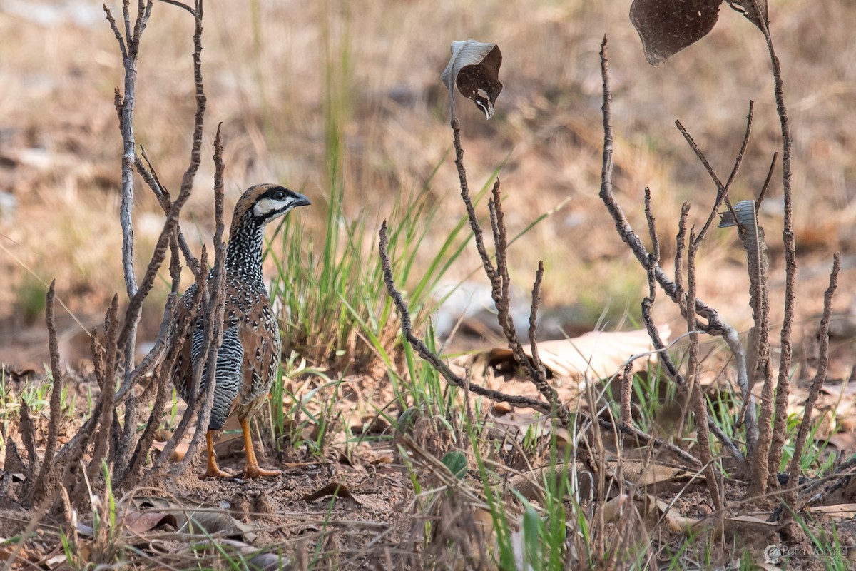 Chinese Francolin - Pattaraporn Vangtal