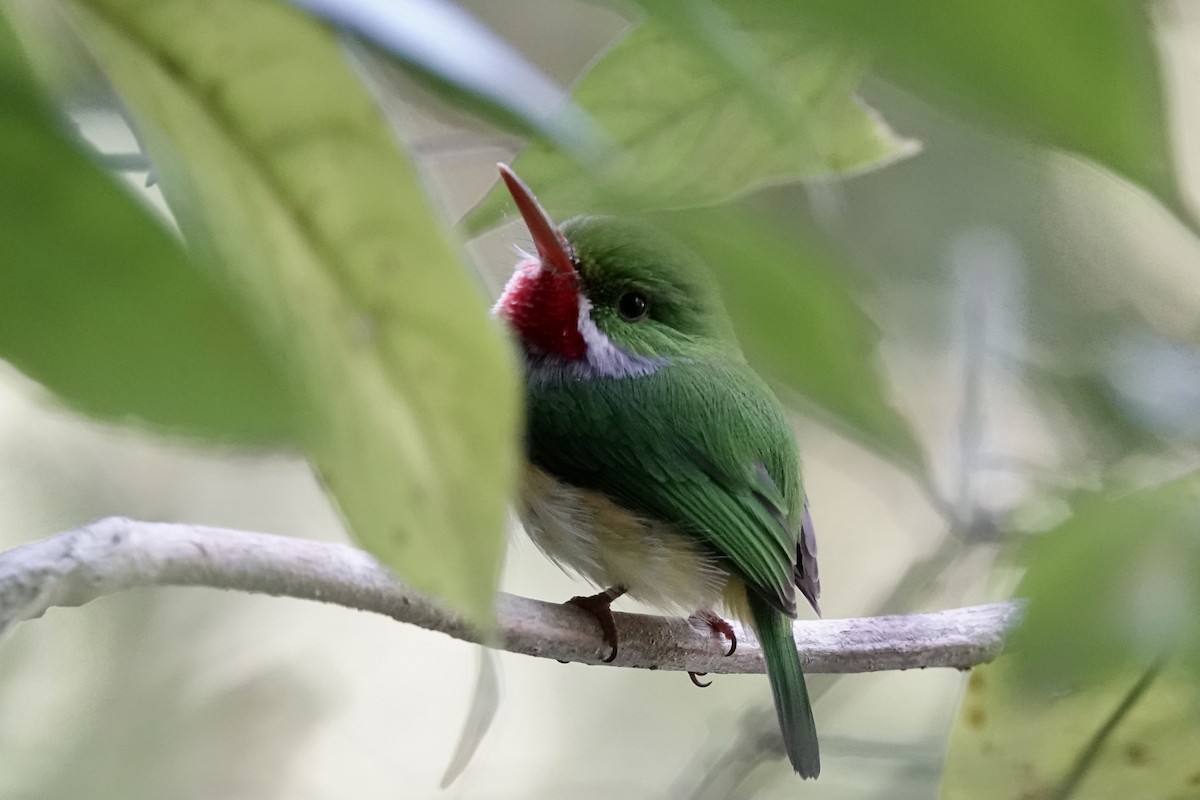 Puerto Rican Tody - ML523037341