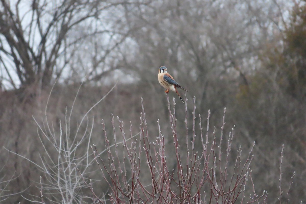 American Kestrel - ML523037831