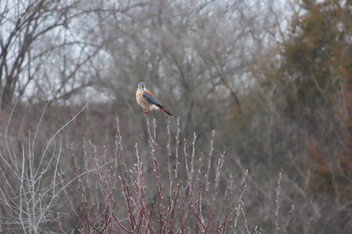 American Kestrel - David Brinkman