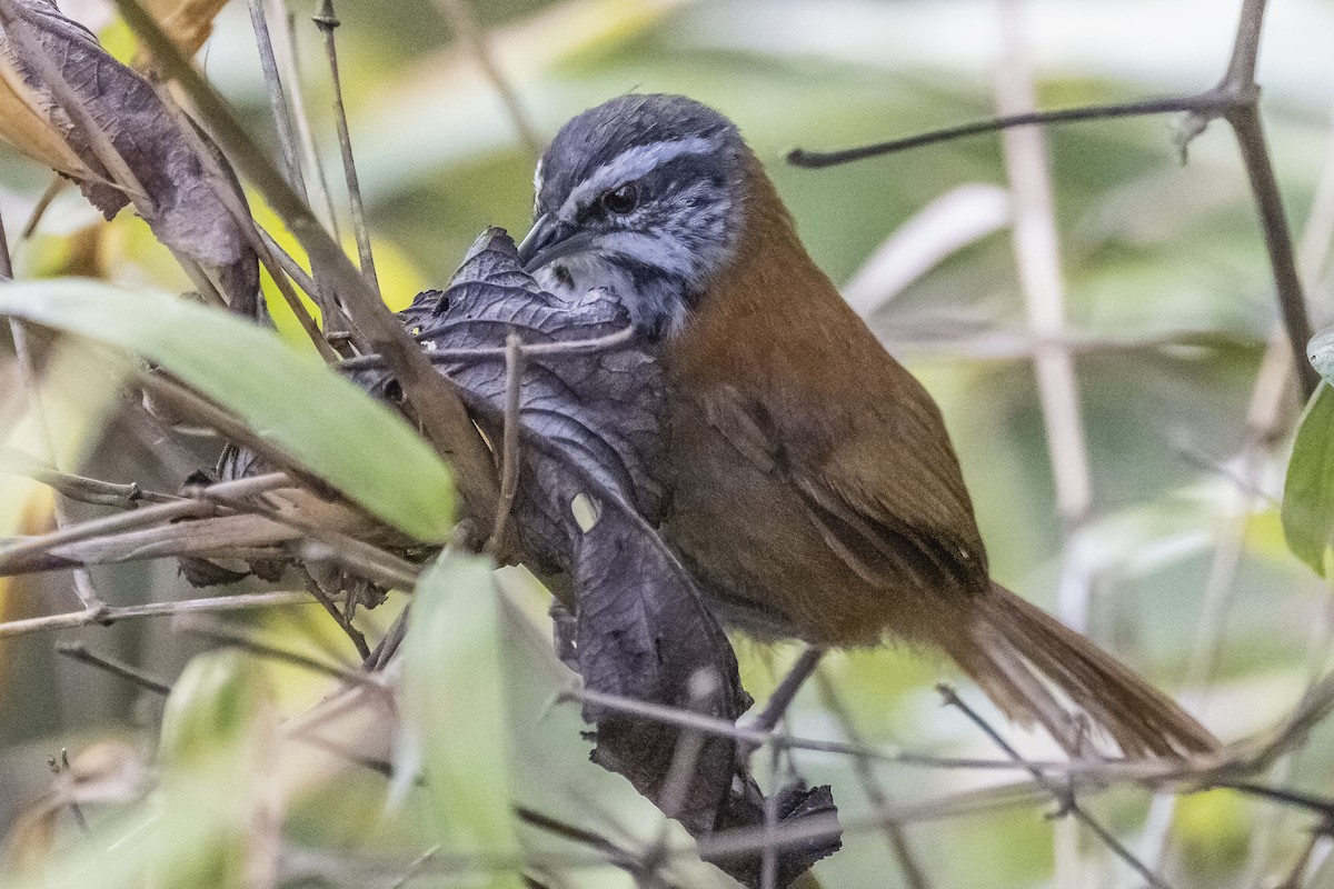 Inca Wren - ML523038081