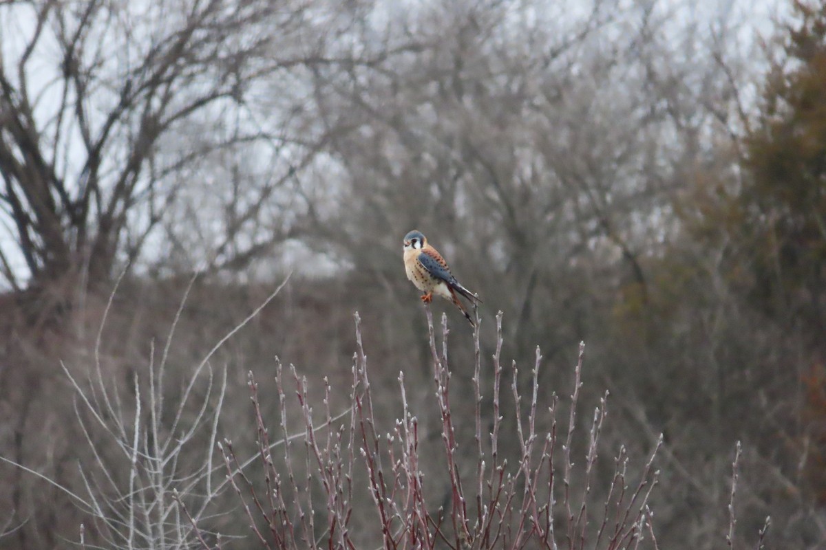 American Kestrel - David Brinkman