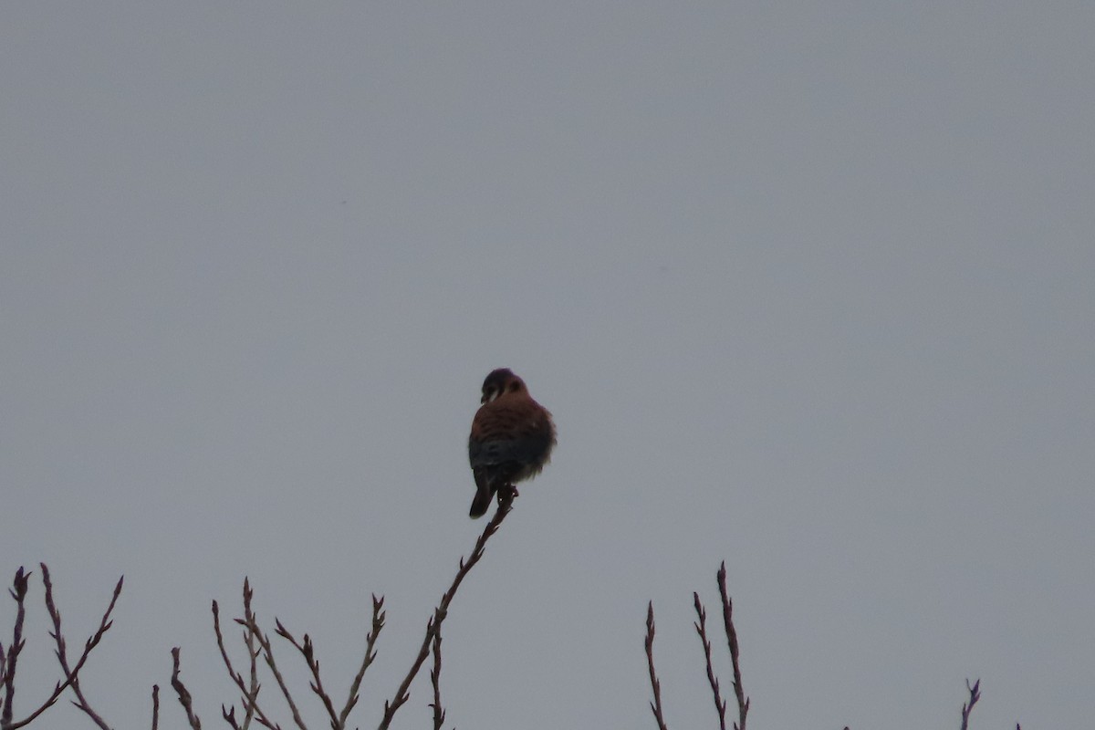 American Kestrel - ML523038201