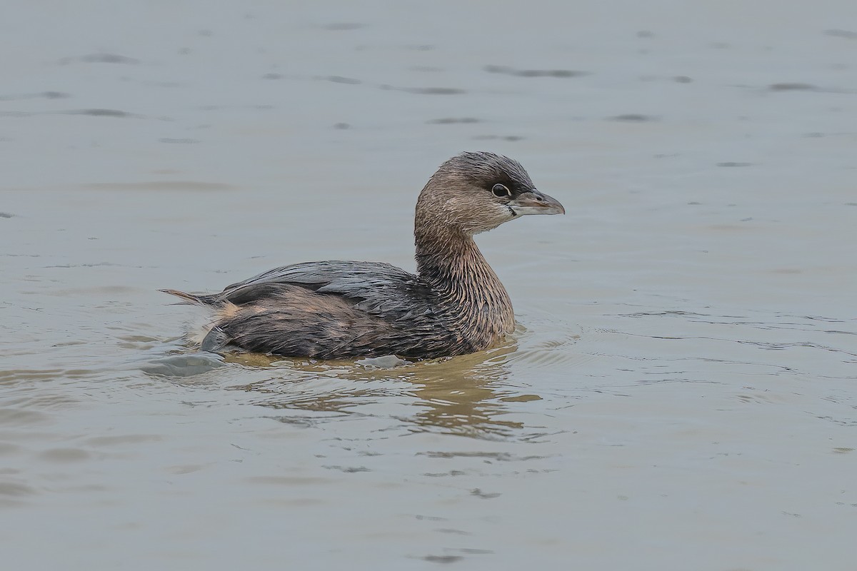 Pied-billed Grebe - Dan Brown