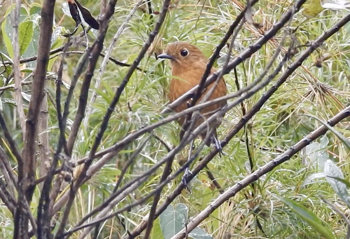 Junin Antpitta - ML523040921