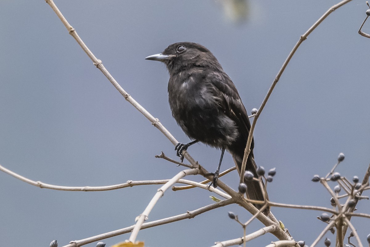 White-winged Black-Tyrant - Amed Hernández