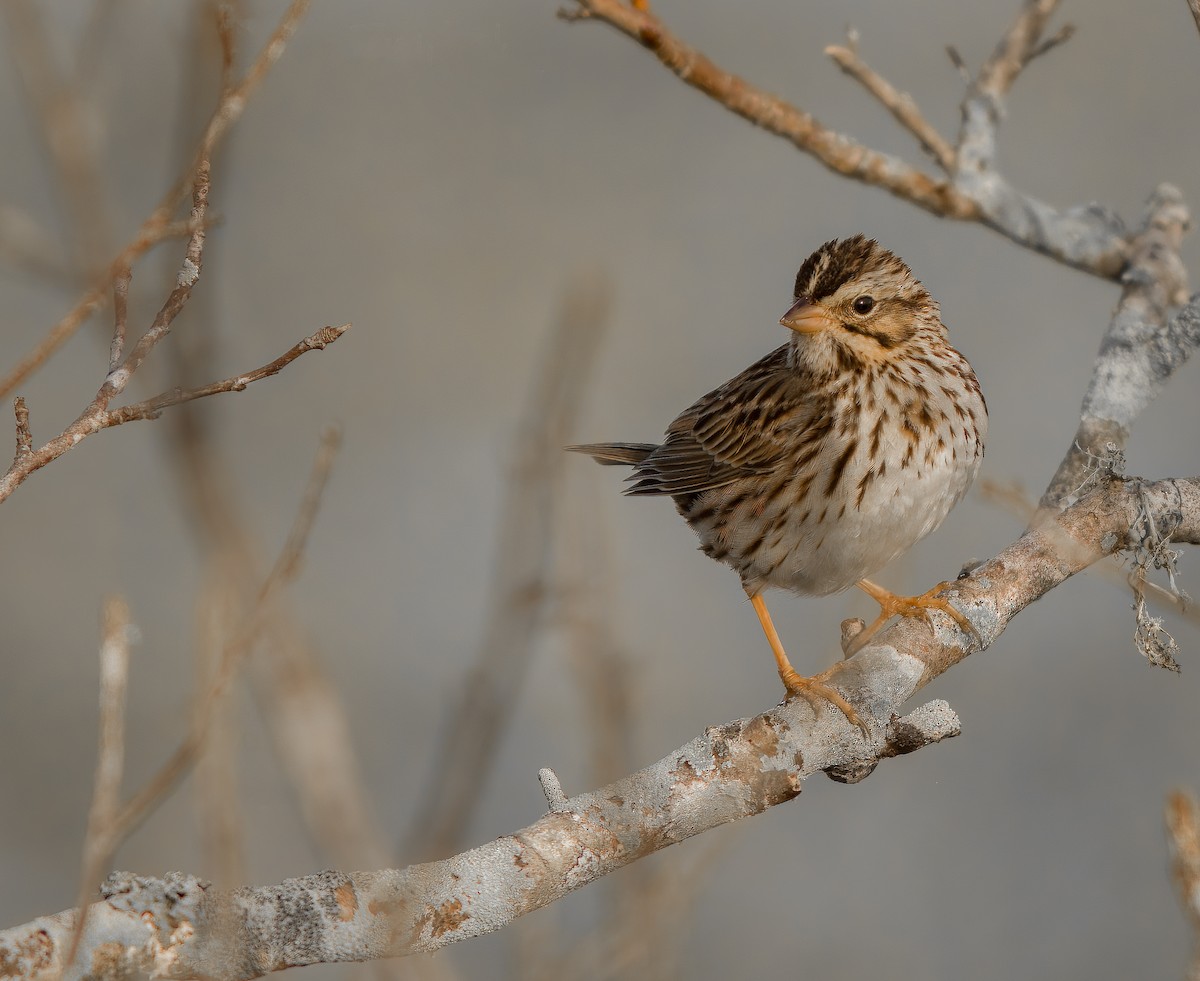 Savannah Sparrow - ML523041031