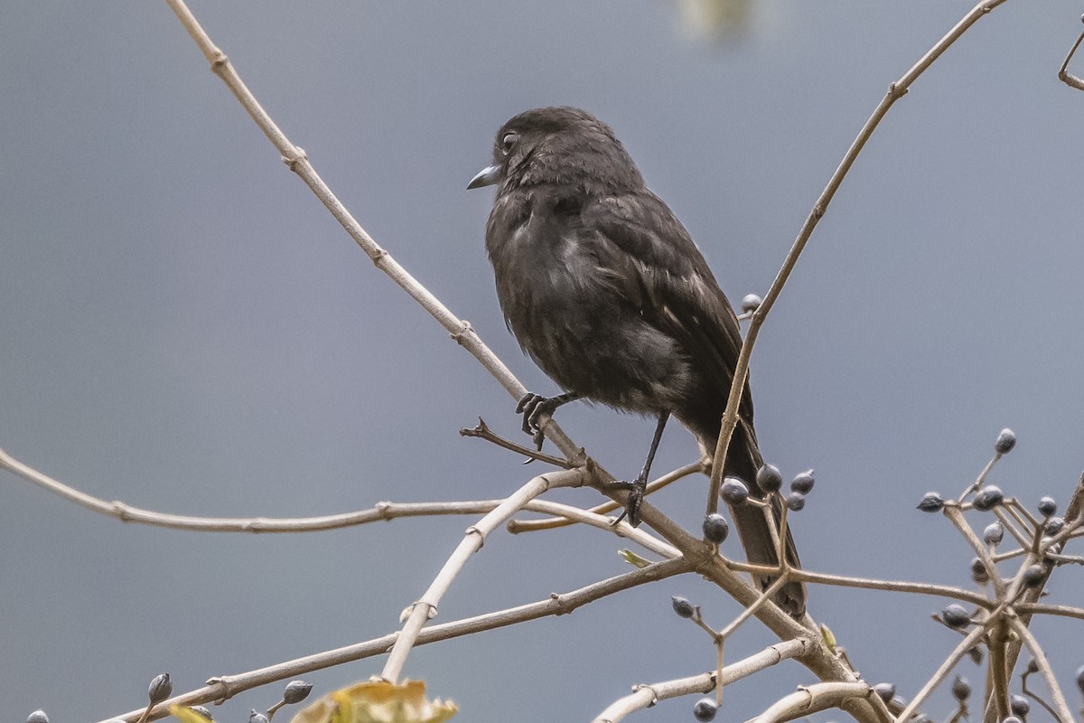 White-winged Black-Tyrant - Amed Hernández