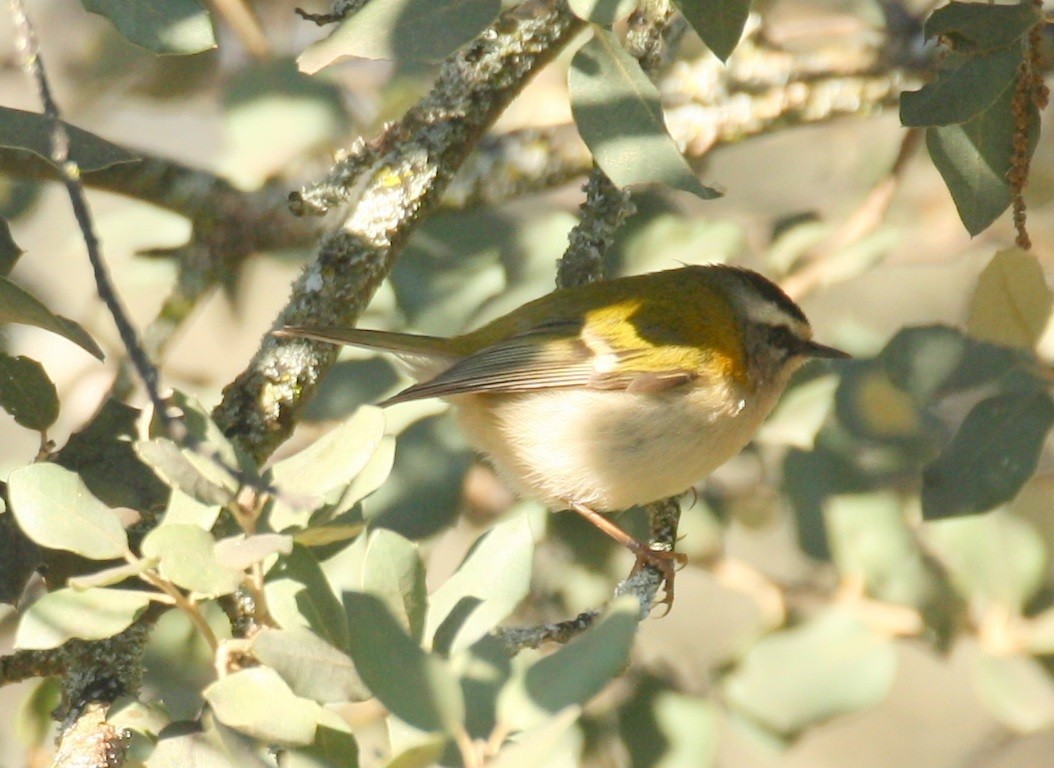 Goldcrest/Common Firecrest - ML523041131