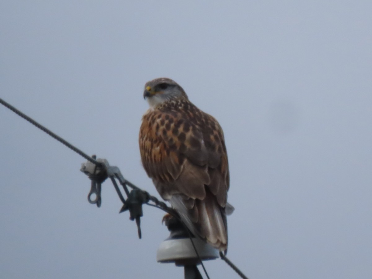 Ferruginous Hawk - ML523041161