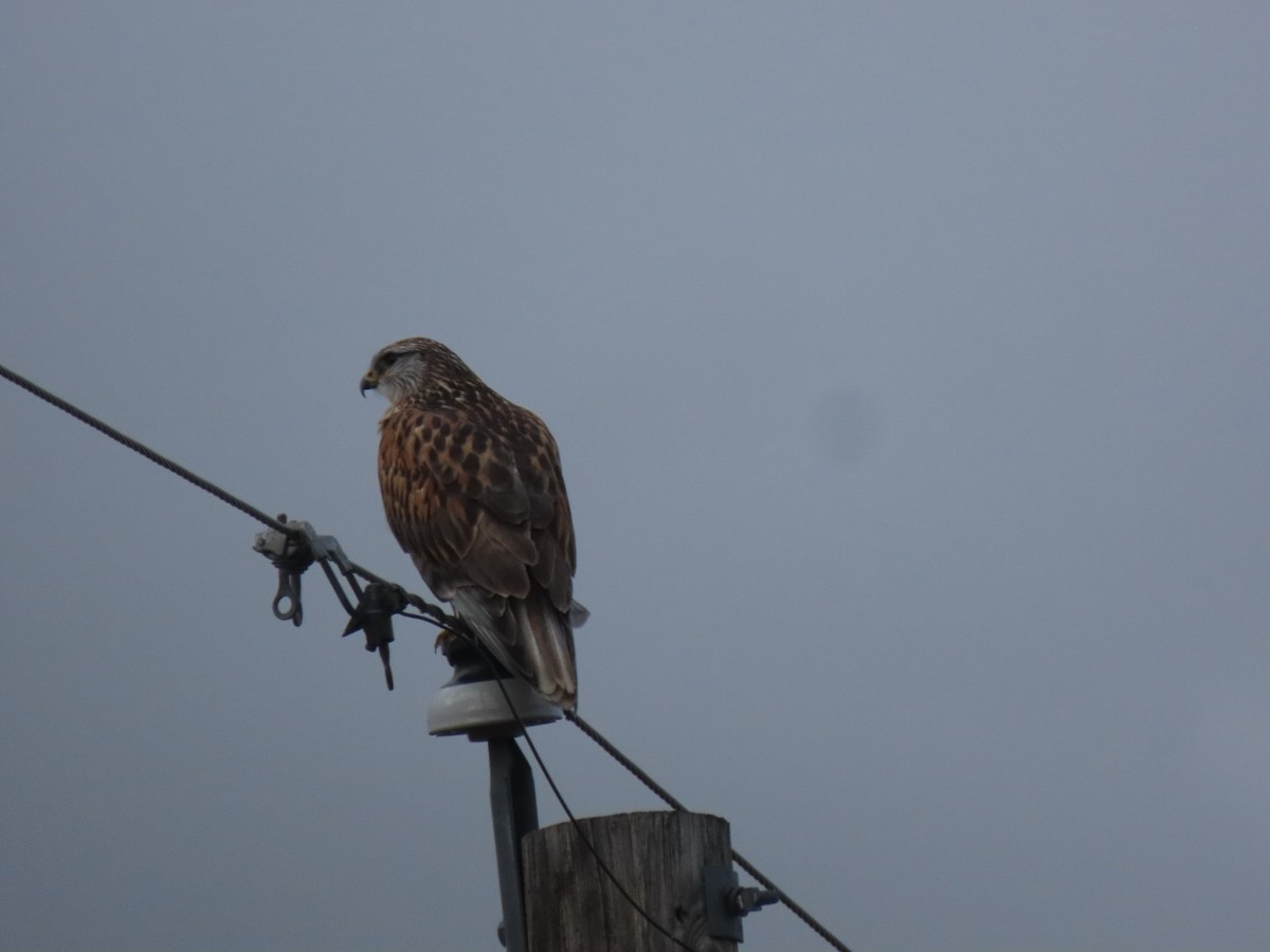 Ferruginous Hawk - ML523041191