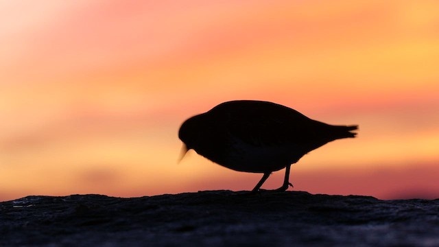 Black Turnstone - ML523043311