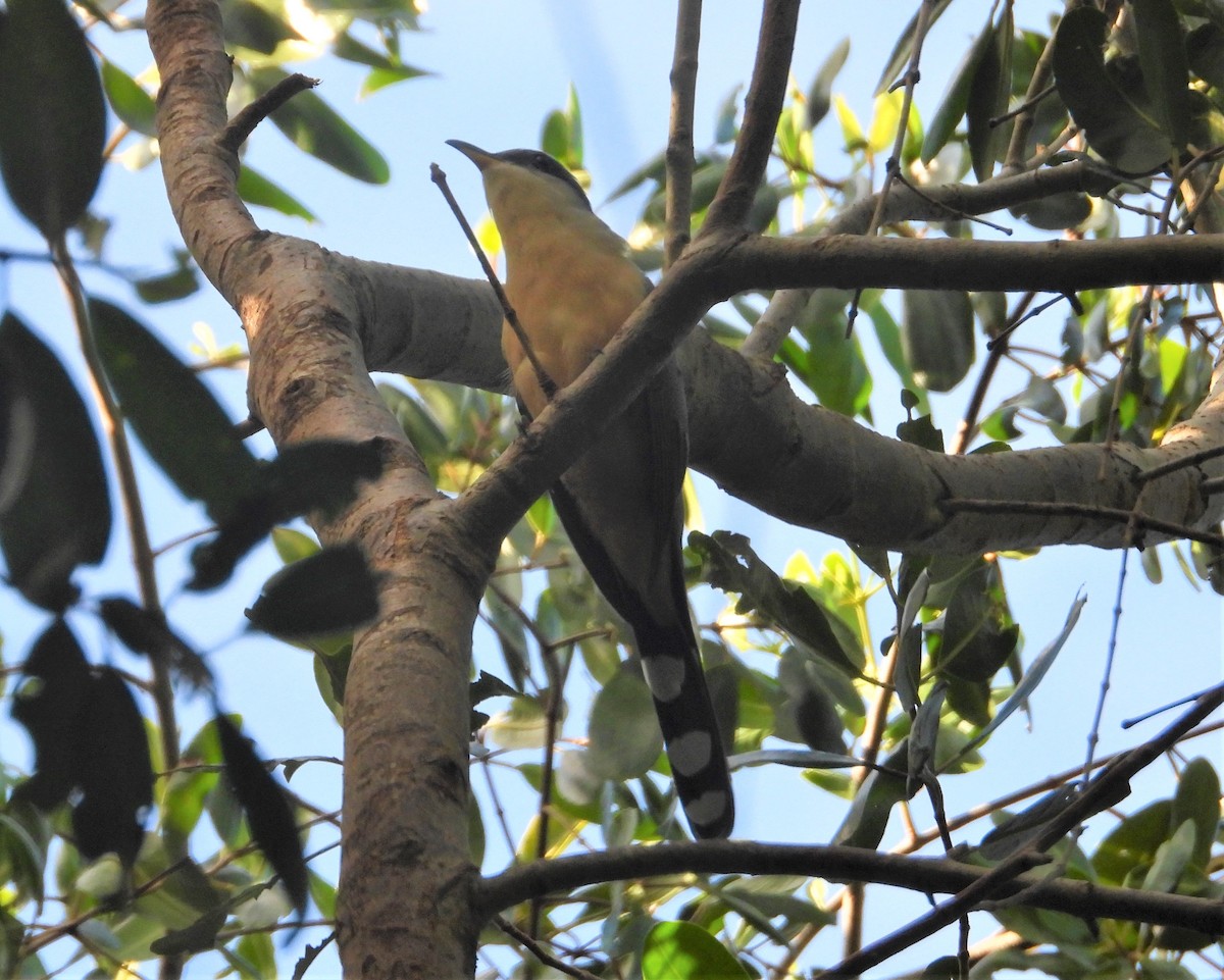Mangrove Cuckoo - ML523044391
