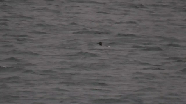 Macreuse brune - ML523044931