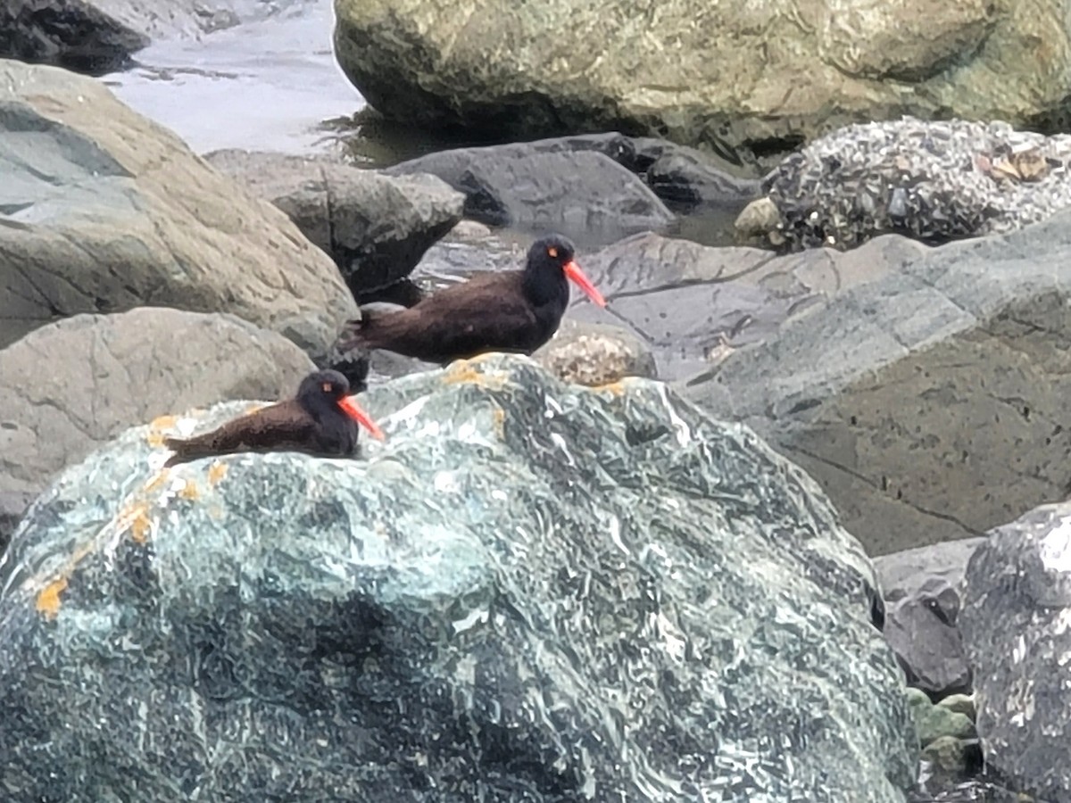 Black Oystercatcher - Charlotte Farrell