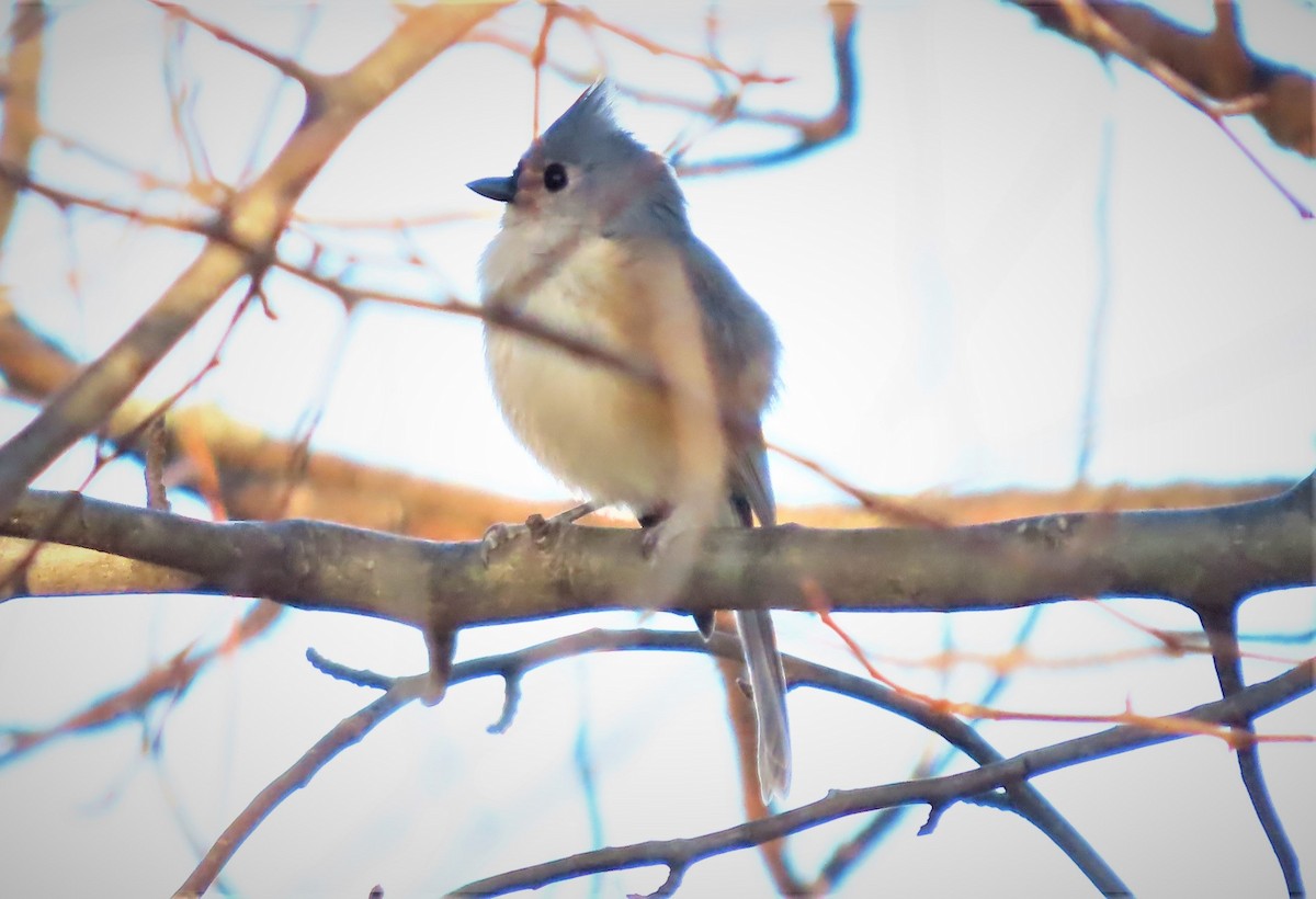 Tufted Titmouse - Jeff Beane