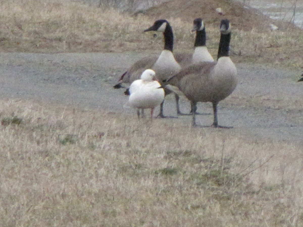 Ross's Goose - Duck Wizard