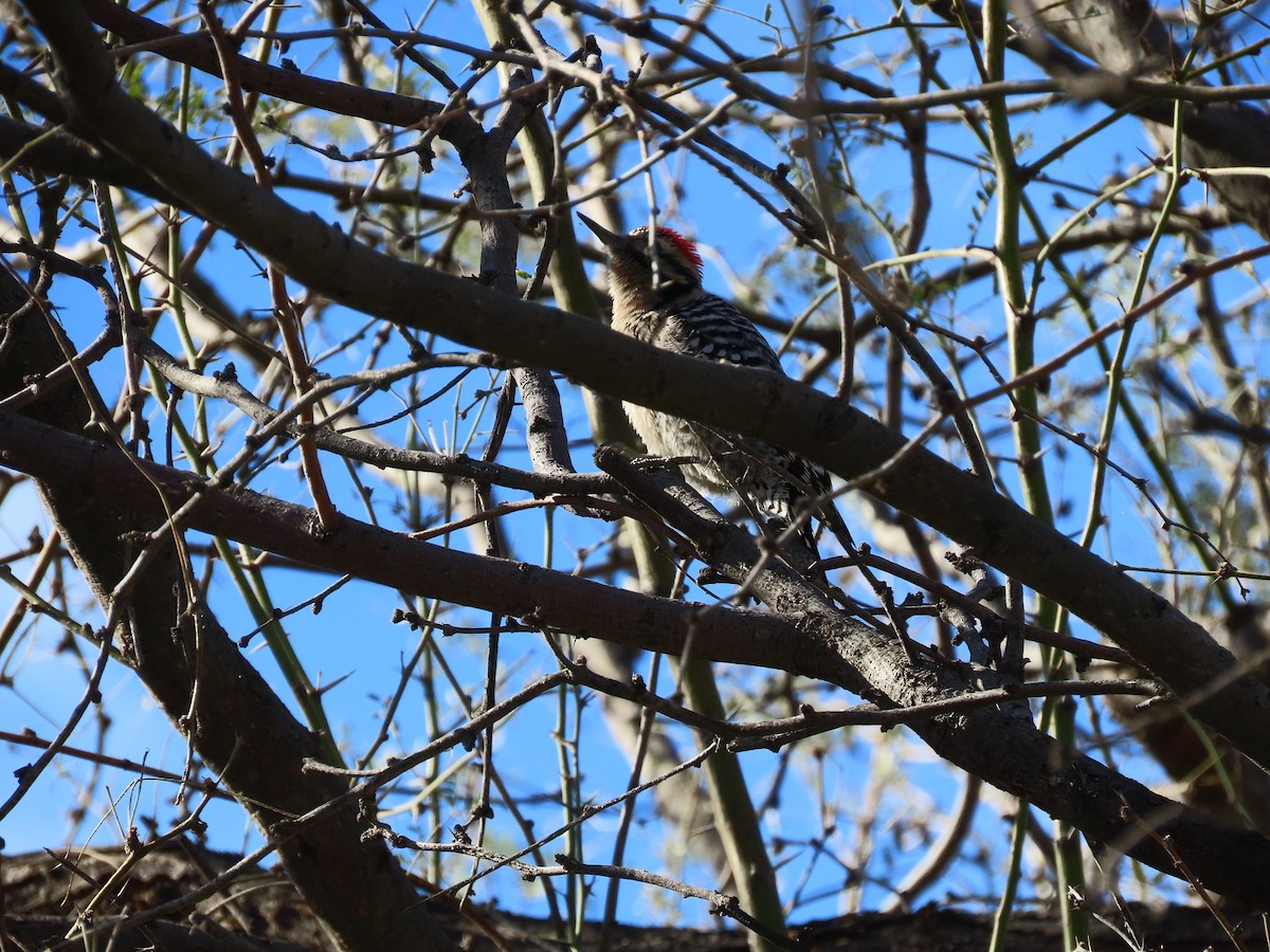 Ladder-backed Woodpecker - ML523047951