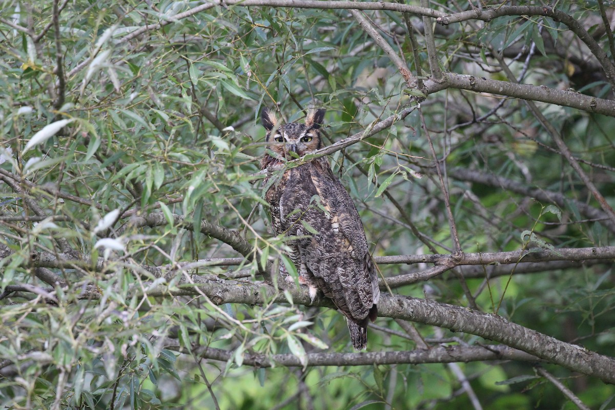Great Horned Owl - ML523048751