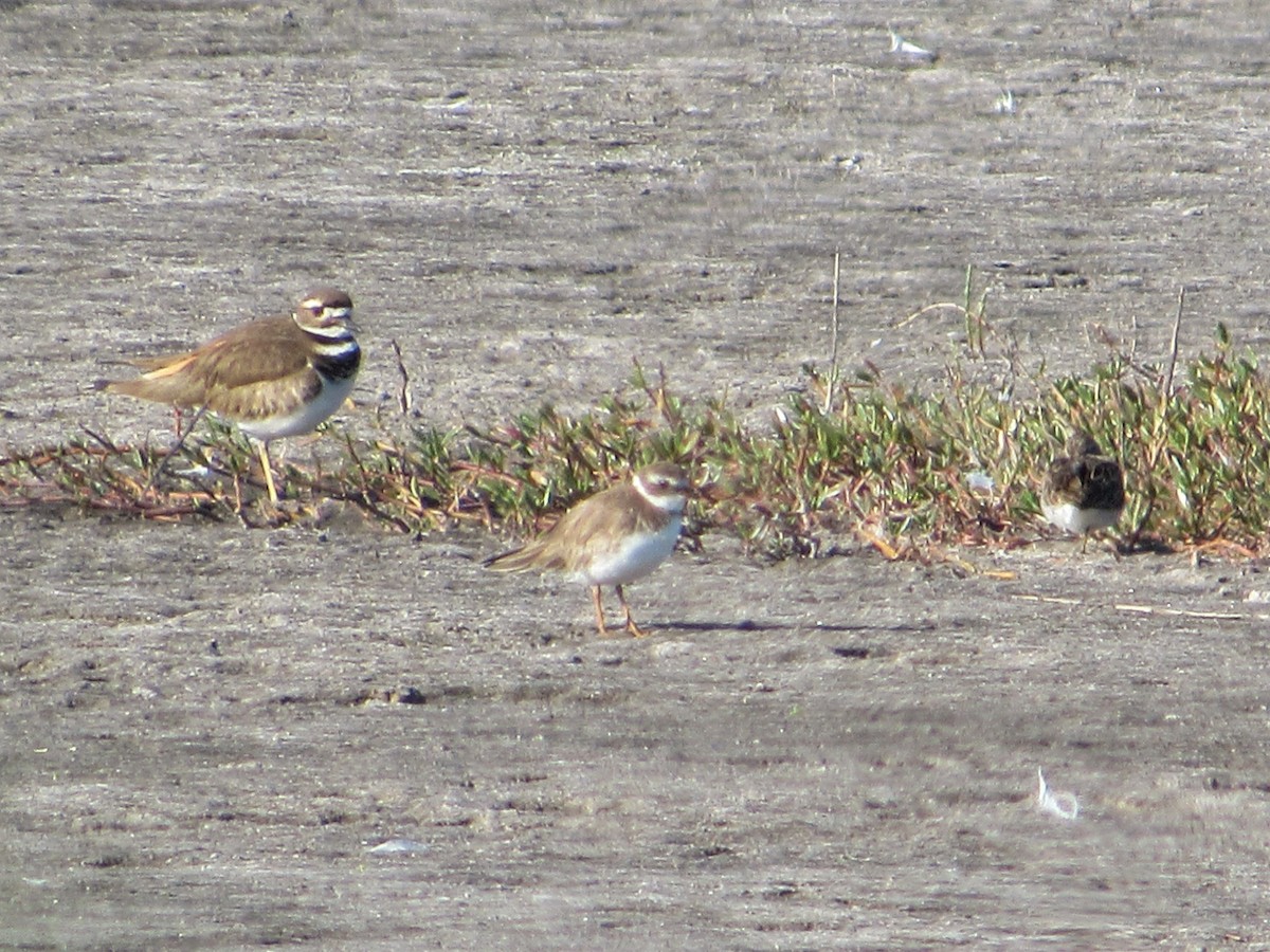 Semipalmated Plover - ML523048801