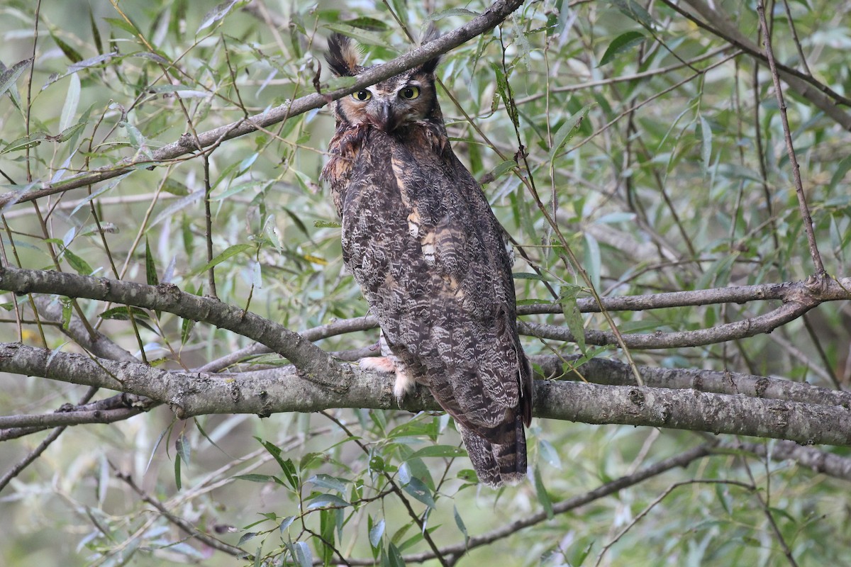 Great Horned Owl - ML523048811