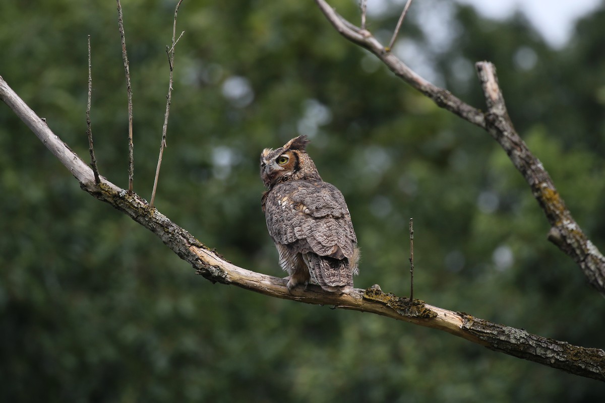 Great Horned Owl - ML523048871