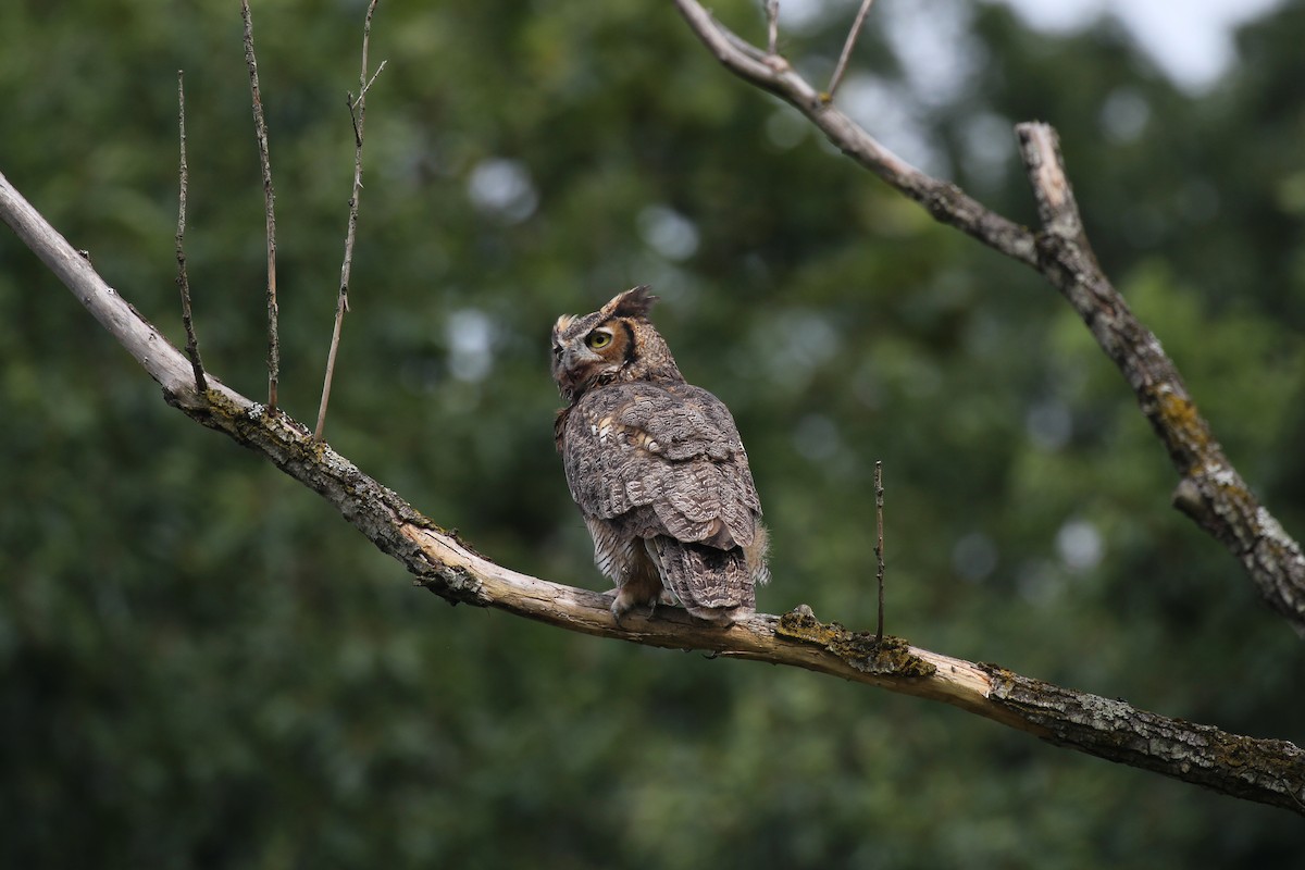 Great Horned Owl - ML523048921