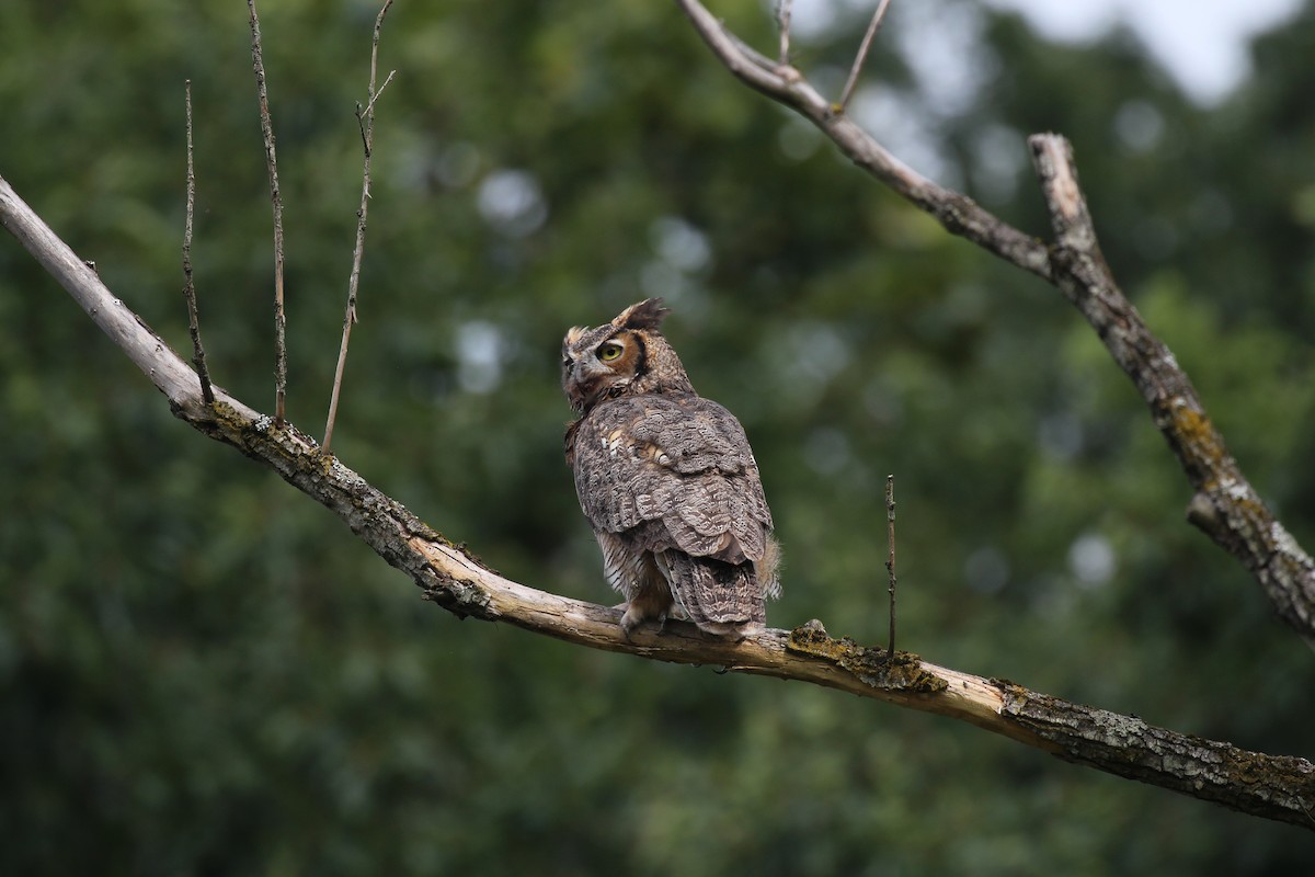 Great Horned Owl - ML523048941