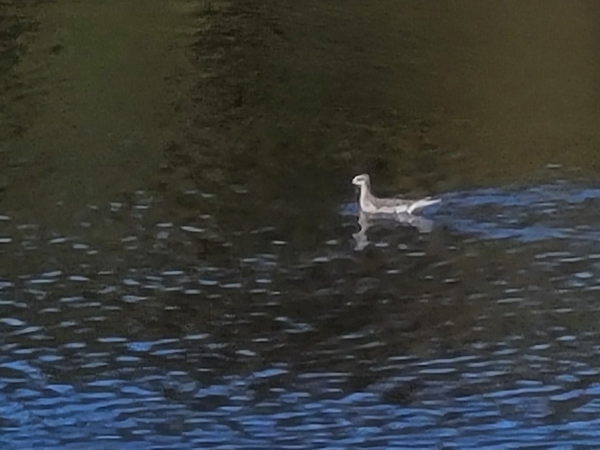 Wilson's Phalarope - ML523048951